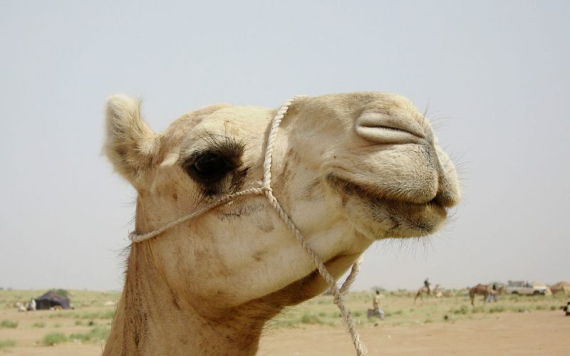 niger